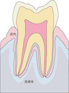 歯と歯肉２７110500027